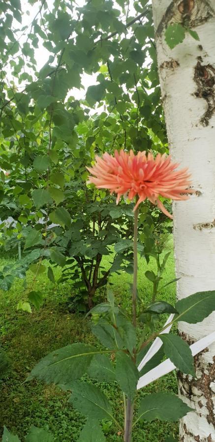 Green Garden Lohovo Bihac Luaran gambar
